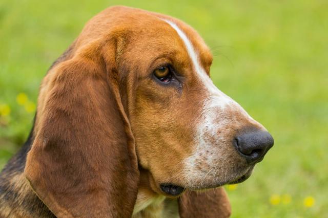 Rocky_the_Bassett_Hound_by_Karen_Broemmelsick.jpg